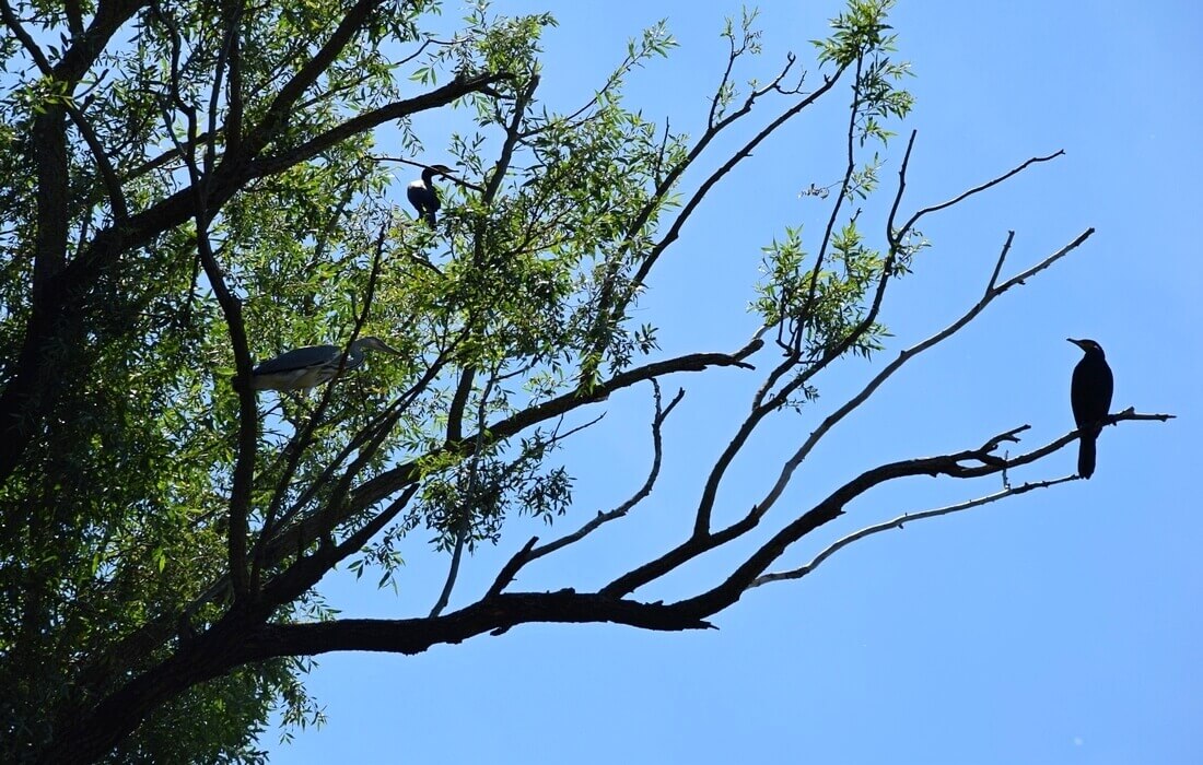 Grey heron and cormorans in Kopacki rit, Baranja